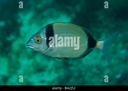 Two banded Bream Diplodus vulgaris Susac Island Adriatic Sea Croatia Stock Photo