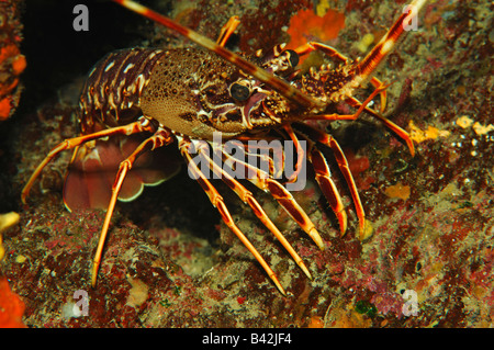 European Spiny Lobster Palinurus elephas Susac Island Adriatic Sea Croatia Stock Photo
