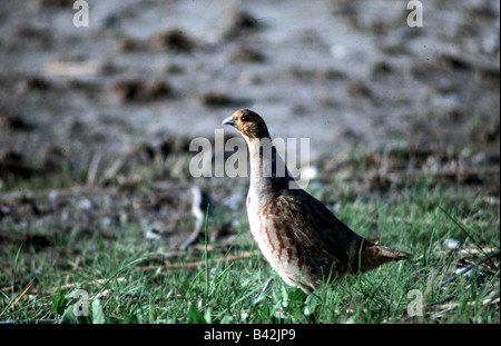 zoology / animals, avian / bird, Phasianidae, Grey Partridge (Perdix perdix), standing in meadow, distribution: Europe, Asia and Stock Photo