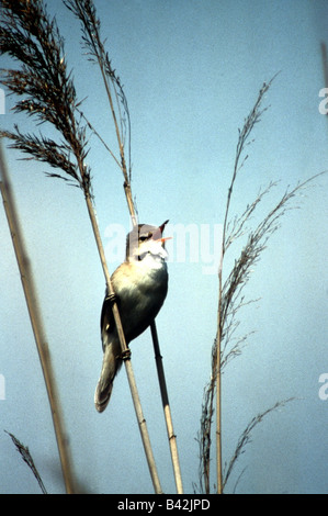 zoology / animals, avian / birds, Reed Warbler, (Acrocephalus scirpaceus), sitting on reed, Neusiedler See, distribution: Europe Stock Photo