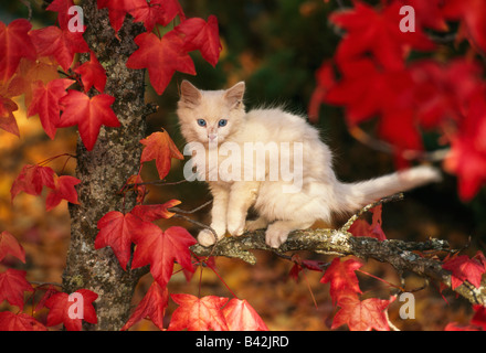 Juvenile kitten sitting on branch, fall foliage. Stock Photo