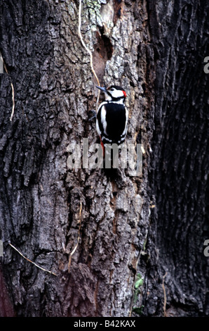 zoology / animals, avian / bird, Great spotted woodpecker, (Picoides major), pecking at tree, distribution: Europe and Asia, bir