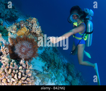 Diver And Coral Eating Crown Of Thorns Acanthaster Planci Ngulu Atoll Caroline Islands Pacific