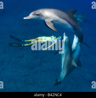 Indo Pacific Bottlenose Dolphins and Freediver Tursiops aduncus Mukojima Group Ogasawara Islands Pacific Ocean Japan
