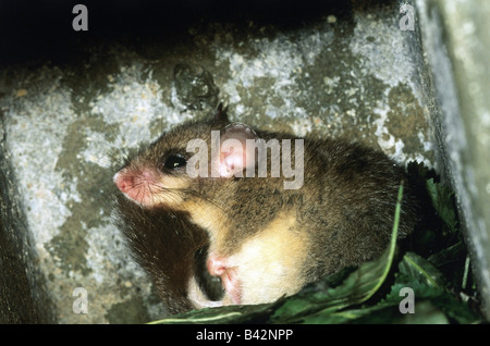 zoology / animals, mammal / mammalian, Edible dormouse, (Glis glis), in nestbox, distribution: Europe, animal, fat dormouse, rod Stock Photo