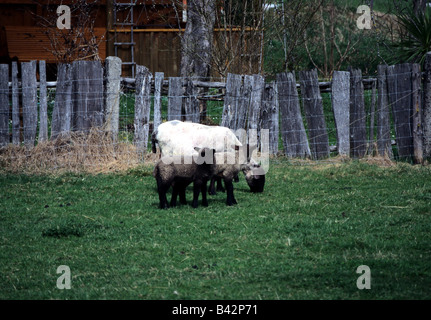 zoology / animals, mammal / mammalian, sheep, (Ovis), Black faced sheep, sheep with two lambs standing on pasture, animal, domes Stock Photo