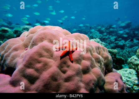 Red Starfish on Pore Coral Fromia elegans Indian Ocean Maldives Stock Photo