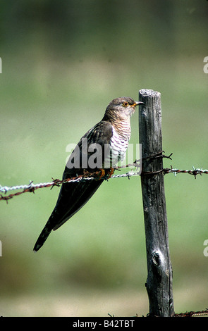 zoology / animals, avian / birds, Common Cuckoo, (Cuculus canorus), sitting on barb wire fence, distribution: Eurasia Southern o Stock Photo