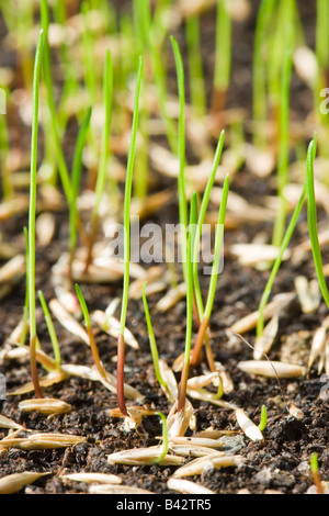 Grass seed germinating. Lawn seed Stock Photo