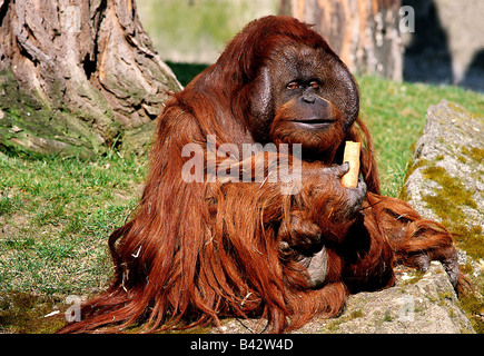 zoology / animals, mammal / mammalian, monkeys, Bornean Orangutan, (Pongo pygmaeus), eating, distribution: Borneo, Kalimantan, S Stock Photo
