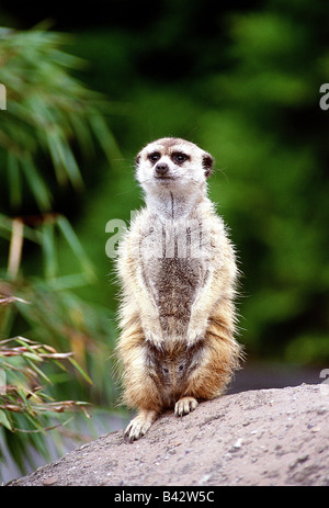 zoology / animals, mammal / mammalian, Meerkat, (Suricata suricatta), sitting on stone, distribution: Southern Africa, animal, H Stock Photo