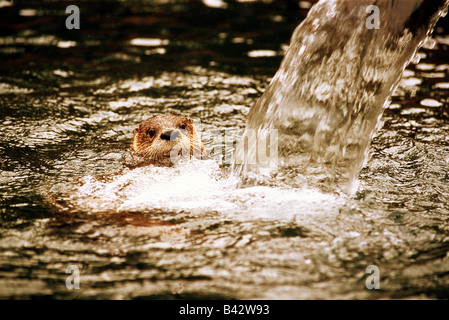 zoology / animals, mammal / mammalian, martens, Northern River Otter, (Lontra canadensis), swimming, distribution: Canada, anima zoology / animals, mammal / mammalian, martens, Northern River Otter, (Lontra canadensis), swimming, distribution: Canada, anima
