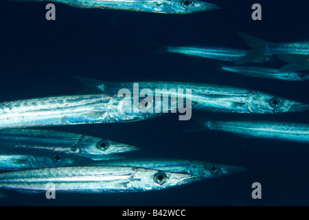 A close-up picture of schooling barracudas Stock Photo