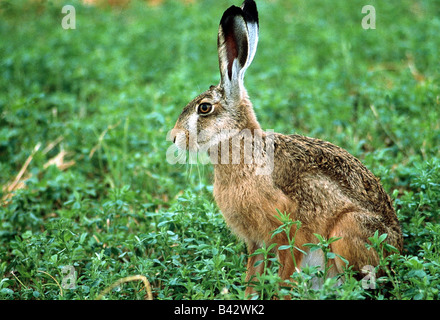 zoology / animals, mammal / mammalian, hares, European hare, (Lepus europaeus), in grass, distribution: Europe, Middle East, Sou Stock Photo