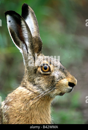 zoology / animals, mammal / mammalian, hares, European hare, (Lepus europaeus), head, distribution: Europe, Middle East, South- Stock Photo