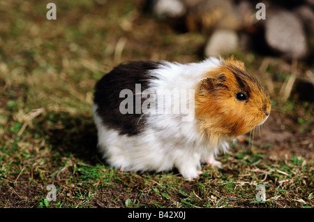 zoology / animals, mammal / mammalian, cavies, domestic guinea pig, (Cavia aperea porcellus), distribution: South America, anima Stock Photo