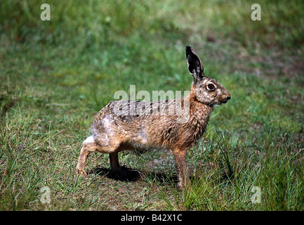 zoology / animals, mammal / mammalian, hares, European hare, (Lepus europaeus), on meadow, distribution: Europe, Middle East, So Stock Photo