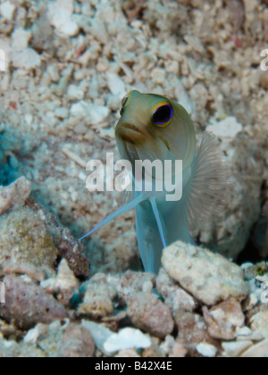 A Yellow-head Jawfish emerging out of his burrow on a sandy ocean bottom. Stock Photo