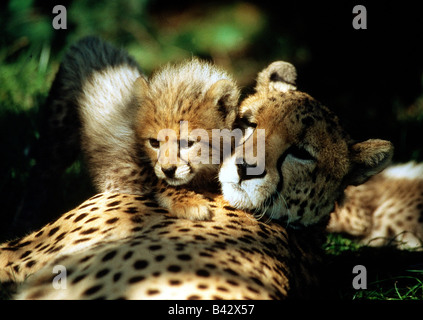 zoology / animals, mammal / mammalian, cheetah, (Acinonyx jubatus), female cheetah with 2 month old pup, distribution: Africa, c Stock Photo