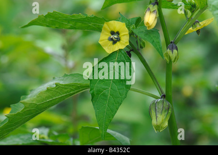Tomatillo, Husk Tomato (Physalis ixocarpa, Physalis philadelphica), flowering Stock Photo