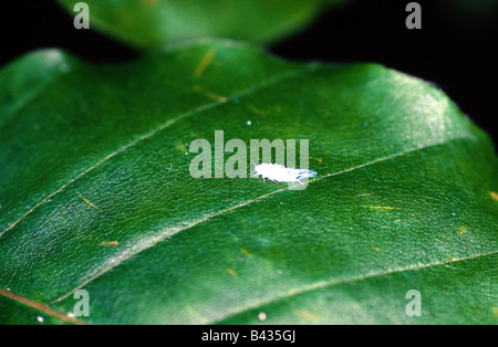 zoology / animals, insects, Aphids, (Aphidina), Beech Aphid, (Phyllaphis fagi), on plant, (leaf of bleech), distribution: Centra Stock Photo