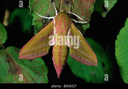 zoology / animals, insect, Sphingidae, Elephant Hawk moth (Deilephila elpenor), sitting, leaf, distribution: Europe, insects, bu