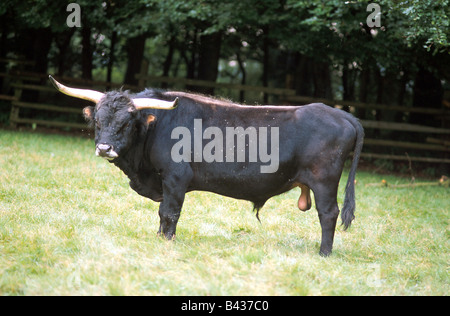 zoology / animals, mammal / mammalian, cattle, Aurochs, (Bos primigenius taurus), in enclosure, standing on meadow, distribution Stock Photo