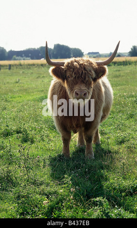 zoology / animals, mammal / mammalian, cattle, (Bos), domestic cattle, (Bos primigenius forma taurus), Highland cattle, standing