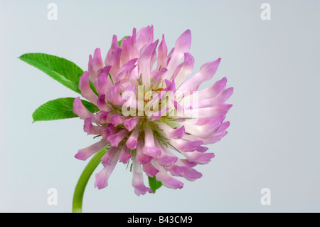Red Clover (Trifolium pratense), flower, studio picture Stock Photo