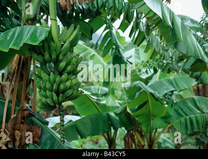 Bunch of bananas on the tree Stock Photo