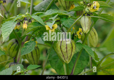 Tomatillo, Husk Tomato (Physalis ixocarpa, Physalis philadelphica), flowering plant with fruit Stock Photo