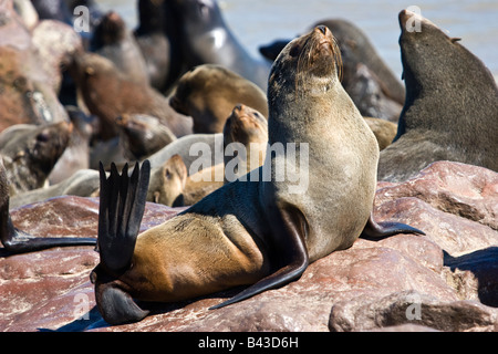 A Brown Fur Seal (Arctocephalus pusillus), in Cape Cross, Namibia Stock Photo