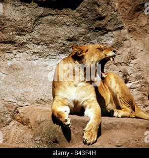 zoology / animals, mammal / mammalian, Felidae, Lion (Panthera leo), yawning female, lyingon rock, distribution: Africa, Asia, Additional-Rights-Clearance-Info-Not-Available Stock Photo