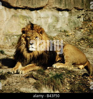 zoology / animals, mammal / mammalian, Felidae, Lion (Panthera leo), male, lying, distribution: Africa, Asia, Additional-Rights-Clearance-Info-Not-Available Stock Photo