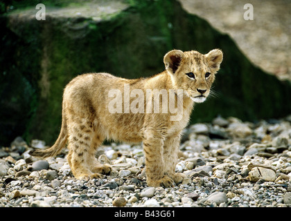 zoology / animals, mammal / mammalian, Felidae, Lion (Panthera leo), cub standing in shingle, distribution: Africa, Asia, Additional-Rights-Clearance-Info-Not-Available Stock Photo