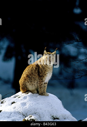 zoology / animals, mammal / mammalian, Felidae, Eurasian Lynx (Lynx lynx), sitting in snow, distribution: Europe, Asia, Additional-Rights-Clearance-Info-Not-Available Stock Photo