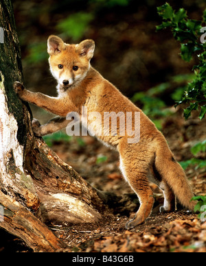 zoology / animals, mammal / mammalian, foxes, Red Fox, (Vulpes vulpes), small fox, distribution: Europe, Asia, Australia, Additional-Rights-Clearance-Info-Not-Available Stock Photo