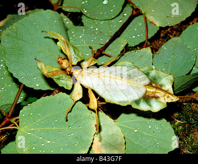 zoology / animals, insects, locusts, Leaf Insect, (Phyllium bioculatum), on ground, distribution: Malayan archipelago, New Guinea, Additional-Rights-Clearance-Info-Not-Available Stock Photo