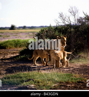 zoology / animals, mammal / mammalian, Felidae, Lion (Panthera leo), female with two cubs, distribution: Africa, Asia, Additional-Rights-Clearance-Info-Not-Available Stock Photo