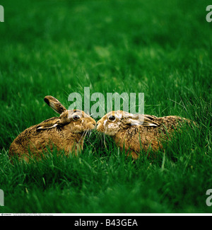 zoology / animals, mammal / mammalian, hares, European hare, (Lepus europaeus), in grass, distribution: Europe, Middle East, South- and North America, Australia, New Zealand, Hawaii, , Additional-Rights-Clearance-Info-Not-Available Stock Photo