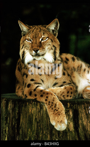 zoology / animals, mammal / mammalian, Felidae, Eurasian Lynx (Lynx lynx), lying on stump, distribution: Europe, Asia, Additional-Rights-Clearance-Info-Not-Available Stock Photo