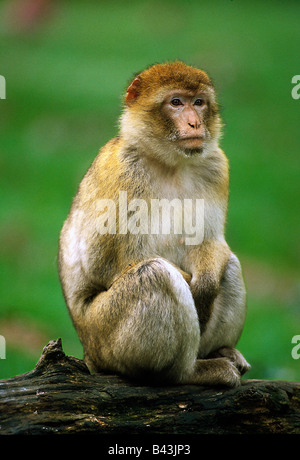 zoology / animals, mammal / mammalian, monkeys, Barbary Macaque, (Macaca sylvanus), sitting, in zoo 'Tierpark Rheine', distribution: Northern Africa, Gibraltar, Additional-Rights-Clearance-Info-Not-Available Stock Photo