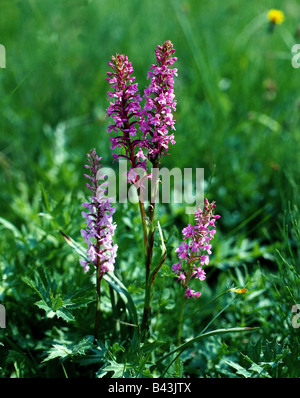 botany, Orchid, (Orchis), in meadow, Additional-Rights-Clearance-Info-Not-Available Stock Photo
