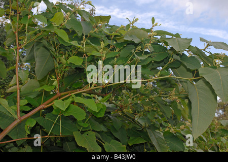 Giant Knotweed, Sakhalin Knotweed (Falliopa sachalinensis, Reynoutria sachalinensis), flowering plant Stock Photo