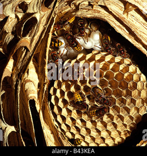 zoology / animals, insect, Vespidae, European hornet (Vespa crabro), hornets and larvae in nest, distribution: Europe, Additional-Rights-Clearance-Info-Not-Available Stock Photo