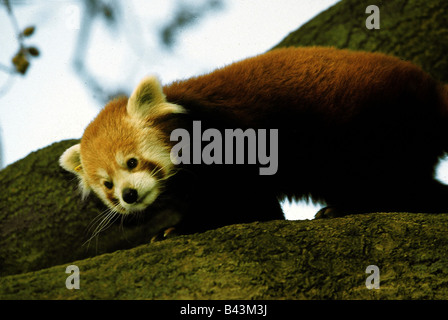 zoology / animals, mammal / mammalian, fire fox, (ailuridae), red panda, (ailurus fulgens), climbing on tree, close-up, distribution: Nepal, Burma, China, Additional-Rights-Clearance-Info-Not-Available Stock Photo