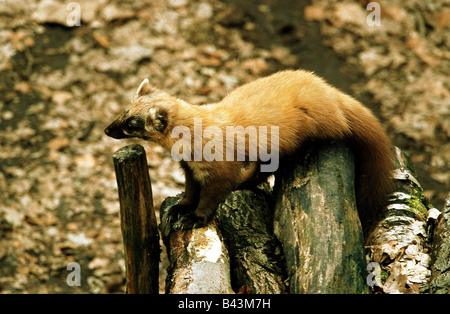 zoology / animals, mammal / mammalian, martens, Pine Marten, (Martes martes), on tree trunk, Lueneburger Heide, distribution: Central- and Northern Europe, Additional-Rights-Clearance-Info-Not-Available Stock Photo
