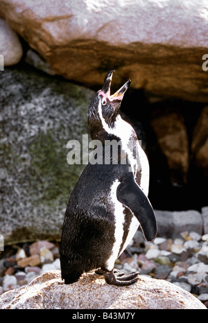 zoology / animals, avian / bird, Spheniscidae, Humboldt Penguin (Spheniscus humboldti), standing on rock, distribution: South America, west coast, Additional-Rights-Clearance-Info-Not-Available Stock Photo