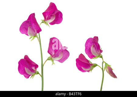 Sweet peas Lathyrus odoratus Stock Photo