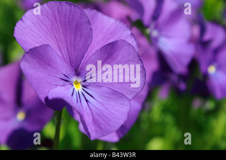 Purple pansy flower Stock Photo